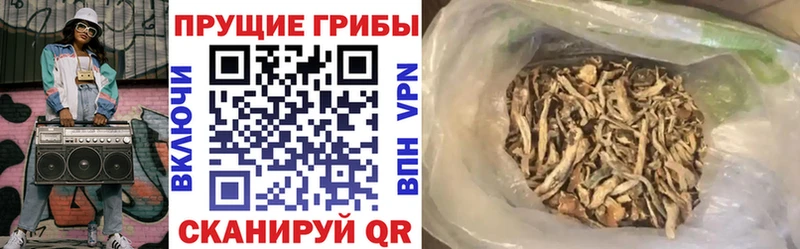 Галлюциногенные грибы Psilocybine cubensis  Купить где  Катайск 